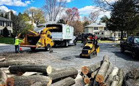 How Our Tree Care Process Works  in  Powell, TN