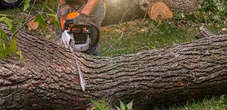How Our Tree Care Process Works  in  Powell, TN