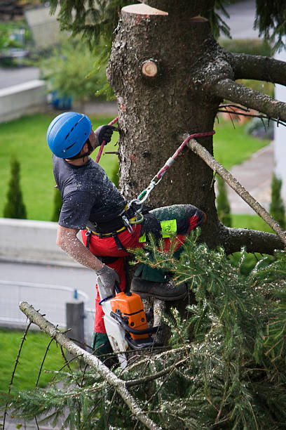 Best Tree Risk Assessment  in Powell, TN