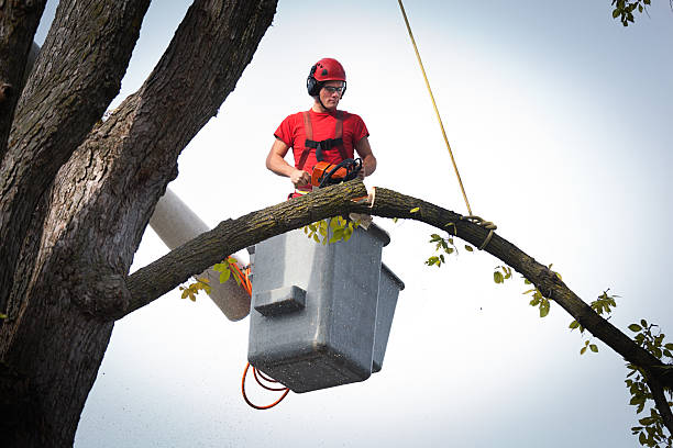Best Tree Health Inspection  in Powell, TN