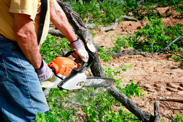 Lawn Watering Services in Powell, TN